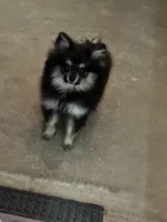 Berry, a female Pomeranian for sale in Austin, TX – 4 of 7