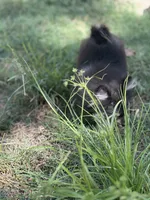 Berry, a female Pomeranian for sale in Bastrop, TX – 8 of 10