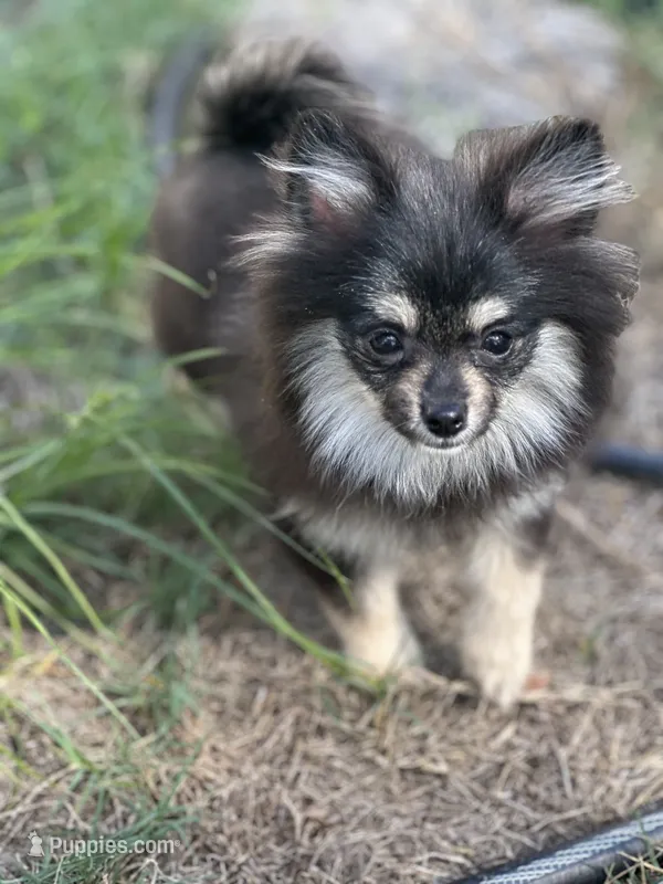 Berry – Pomeranian puppy for sale in Bastrop, TX