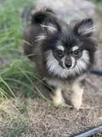Berry, a female Pomeranian for sale in Bastrop, TX – 1 of 10
