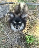 Berry, a female Pomeranian for sale in Bastrop, TX – 3 of 10
