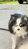 Honor, a male Pomeranian for sale in Austin, TX – 3 of 6
