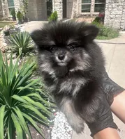 Berry, a female Pomeranian for sale in Austin, TX – 6 of 9
