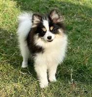 Honor, a male Pomeranian for sale in Austin, TX – 2 of 6