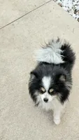 Honor, a male Pomeranian for sale in Austin, TX – 4 of 6