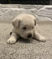 Tate AKC, a male Labrador Retriever for sale in Abbeville, SC – Photo 2 of 5