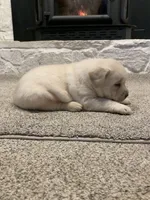 Tate AKC, a male Labrador Retriever for sale in Abbeville, SC – Photo 4 of 5