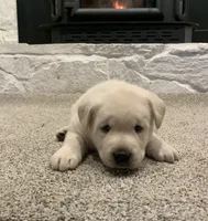 Tate AKC, a male Labrador Retriever for sale in Abbeville, SC – Photo 5 of 5