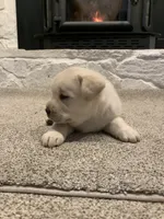 Tate AKC, a male Labrador Retriever for sale in Abbeville, SC – Photo 3 of 5