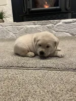 Bruno, a male Labrador Retriever for sale in Abbeville, SC – Photo 3 of 3