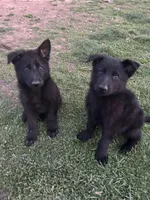 No name, a male German Shepherd Dog for sale in Maryland City, MD – Photo 2 of 2