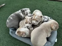 Theo, a male American Bully for sale in San Jose, CA – Photo 4 of 4