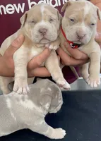 Theo, a male American Bully for sale in San Jose, CA – Photo 2 of 4