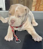 Theo, a male American Bully for sale in San Jose, CA – Photo 1 of 4