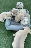 Princess, a female American Bully for sale in San Jose, CA – Photo 3 of 3