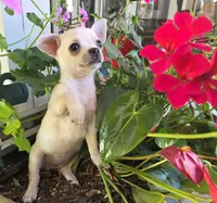 Maya, a female Chihuahua for sale in Rialto, CA – 4 of 4