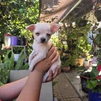 Maya, a female Chihuahua for sale in Rialto, CA – 2 of 4