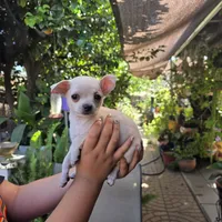 Maya, a female Chihuahua for sale in Rialto, CA – 3 of 4