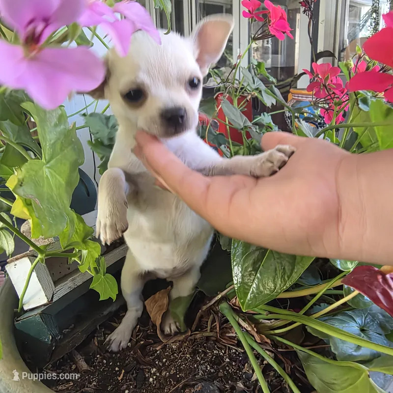 Maya – Chihuahua puppy for sale in Rialto, CA