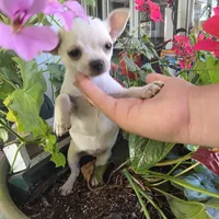 Maya, a female Chihuahua for sale in Rialto, CA – 1 of 4