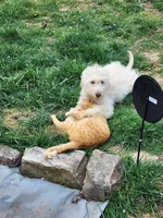 Duku "dukie", a male Goldendoodle for sale in Epworth, GA – 5 of 5