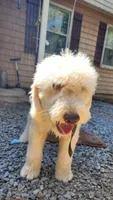 Duku "dukie", a male Goldendoodle for sale in Epworth, GA – 2 of 5