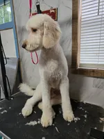 Duku "dukie", a male Goldendoodle for sale in Epworth, GA – 3 of 5