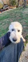 Ahsoka , a female Goldendoodle for sale in Epworth, GA – Photo 3 of 10