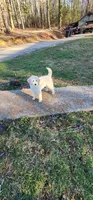 Ahsoka , a female Goldendoodle for sale in Epworth, GA – Photo 10 of 10