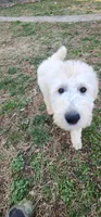 Ahsoka , a female Goldendoodle for sale in Epworth, GA – Photo 2 of 10