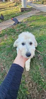 Ahsoka , a female Goldendoodle for sale in Epworth, GA – Photo 5 of 10