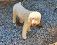 Duku "dukie", a male Goldendoodle for sale in Epworth, GA – 4 of 5