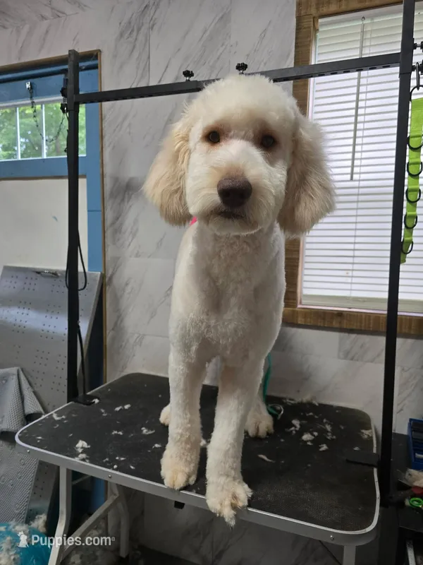 Duku "dukie" – Goldendoodle puppy for sale in Epworth, GA