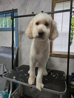 Duku "dukie", a male Goldendoodle for sale in Epworth, GA – 1 of 5