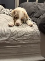 Bear, a male Miniature Australian Shepherd for sale in South Lyon, MI – 2 of 4