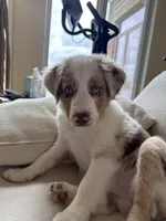 Bear, a male Miniature Australian Shepherd for sale in South Lyon, MI – 4 of 4