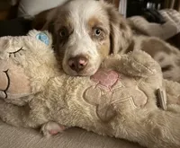 Bear, a male Miniature Australian Shepherd for sale in South Lyon, MI – 3 of 4