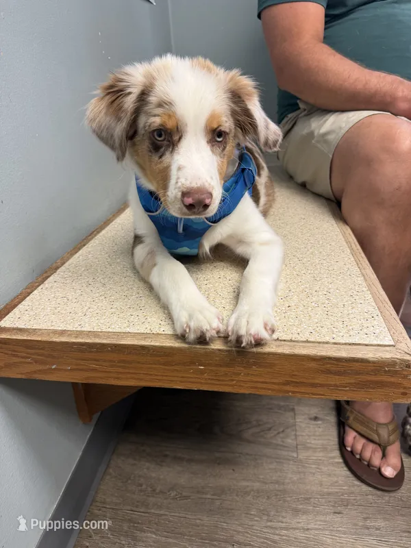 Bear – Miniature Australian Shepherd puppy for sale in South Lyon, MI