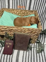 Mary, a female Golden Retriever for sale in Salem, OR – Photo 2 of 3