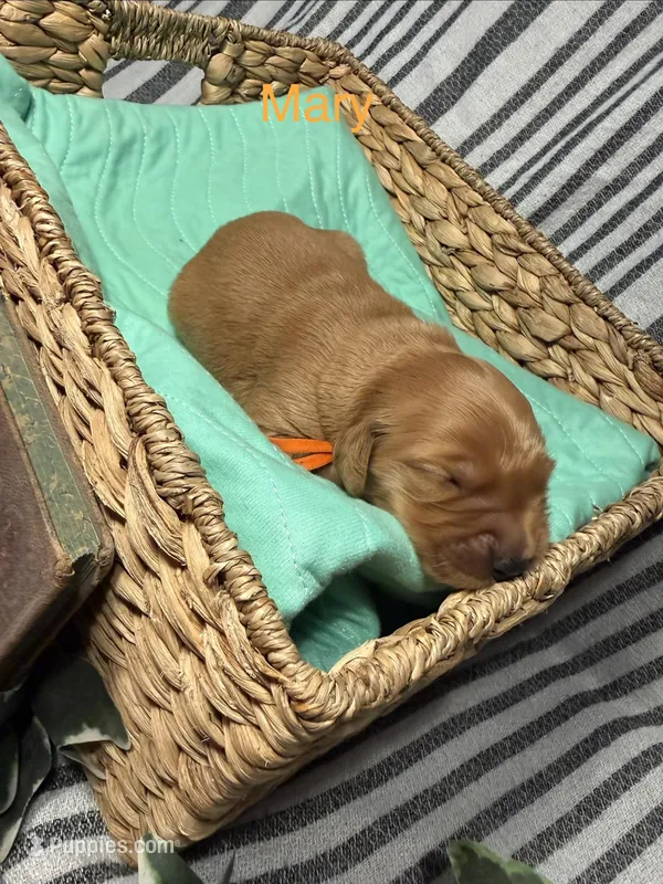 Mary – Golden Retriever puppy for sale in Salem, OR