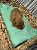 Mary, a female Golden Retriever for sale in Salem, OR – Photo 3 of 3