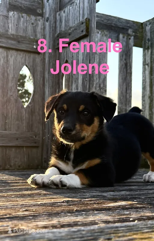 Joleen – Australian Shepherd, Pembroke Welsh Corgi puppy for sale in Union City, OH