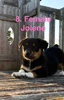Joleen, a female Australian Shepherd and Pembroke Welsh Corgi for sale in Union City, OH – 1 of 2