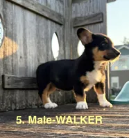 Walker, a male Australian Shepherd and Pembroke Welsh Corgi for sale in Union City, OH – 3 of 6