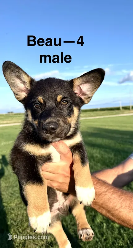 Beau – Australian Shepherd, Pembroke Welsh Corgi puppy for sale in Union City, OH