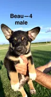 Beau, a male Australian Shepherd and Pembroke Welsh Corgi for sale in Union City, OH – 1 of 2