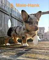 Hank, a male Australian Shepherd and Pembroke Welsh Corgi for sale in Union City, OH – 9 of 9