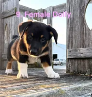 Dolly, a female Australian Shepherd and Pembroke Welsh Corgi for sale in Union City, OH – 2 of 2