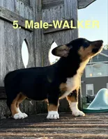 Walker, a male Australian Shepherd and Pembroke Welsh Corgi for sale in Union City, OH – 6 of 6