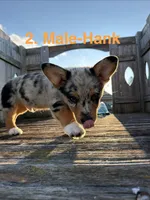 Hank, a male Australian Shepherd and Pembroke Welsh Corgi for sale in Union City, OH – 6 of 9